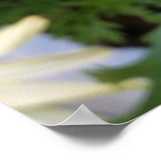 黄色デイジー ポスター (角)