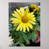 黄色デイジー ポスター (正面)