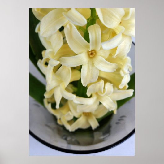 黄色ハイアシン ポスター (正面)