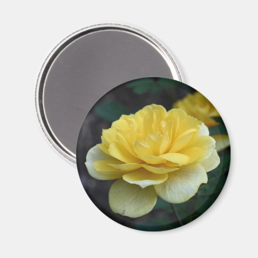 黄色バラの花の写真撮影の磁石 マグネット (正面/裏面)