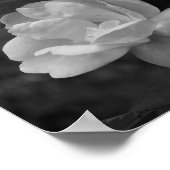 黄色バラ群部分色花 ポスター (角)