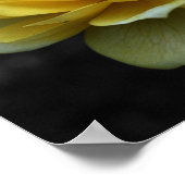 黄色バラ花の部分色 ポスター (角)