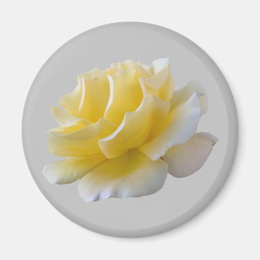 黄色バラ花びら マグネット (正面)
