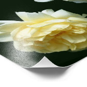 黄色バラ花ペア8x10 フォトプリント            (角)