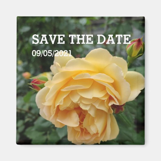 黄色バラ花磁石 マグネット (正面)