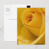 黄色バラ花 ポストカード (正面/裏面)
