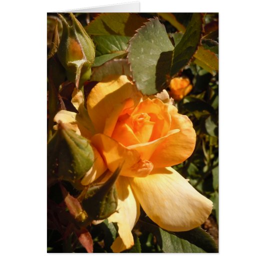 黄色バラ (正面)