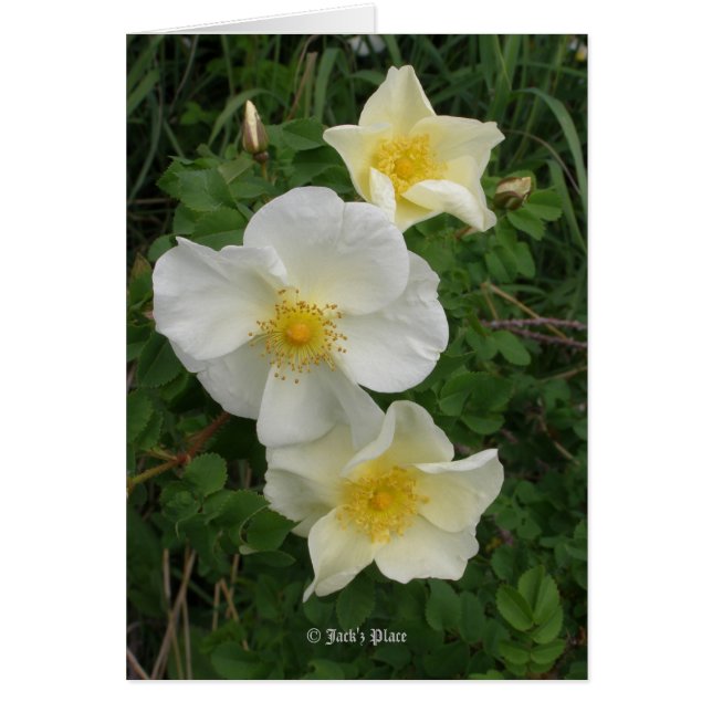 黄色バラ (正面)