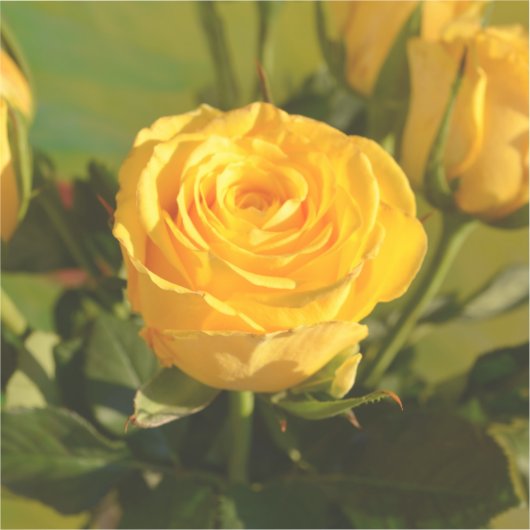 黄色バラ シール (正面)