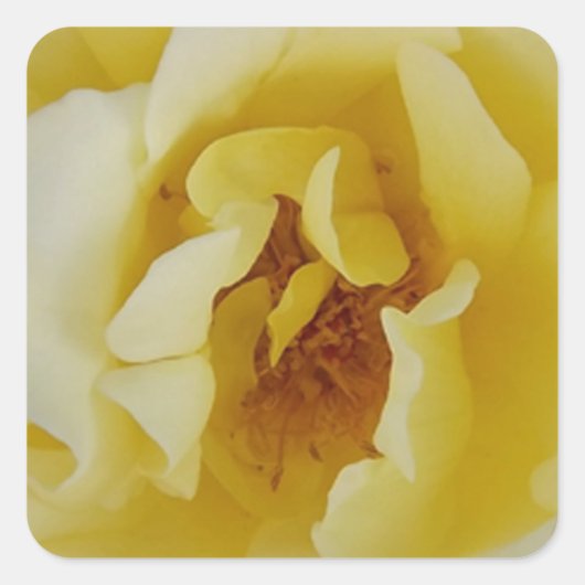 黄色バラ スクエアシール (正面)