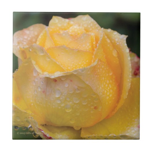 黄色バラ-セラミックタイルの結露 タイル (正面)