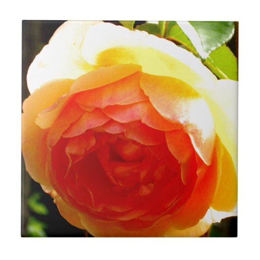 黄色バラ タイル (正面)