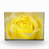 黄色バラ フォトブロック (正面)