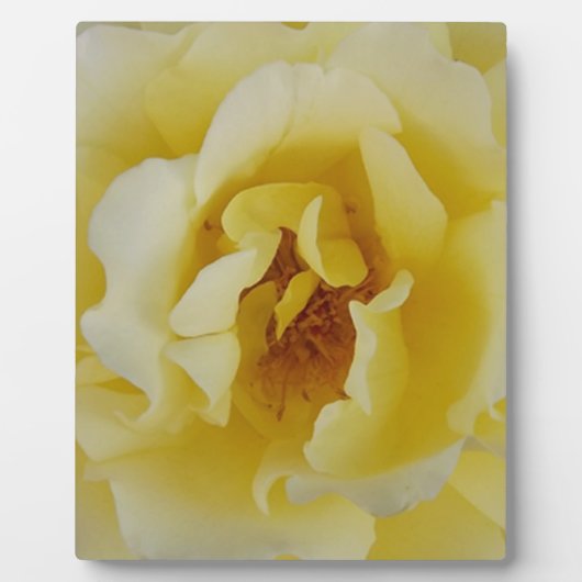 黄色バラ フォトプラーク (正面)