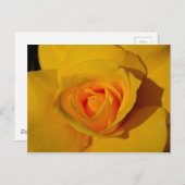 黄色バラ ポストカード (正面/裏面)