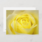 黄色バラ ポストカード (正面/裏面)
