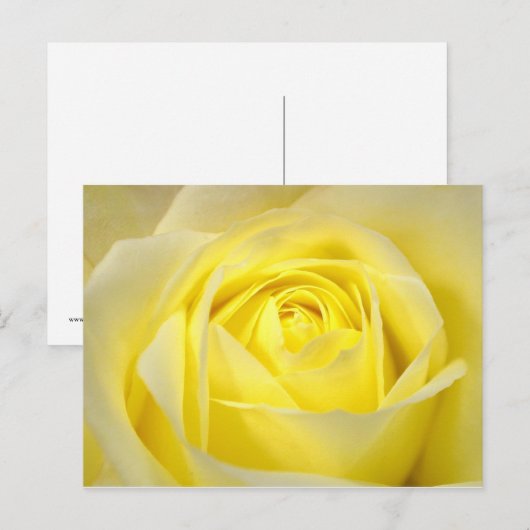黄色バラ ポストカード (正面/裏面)