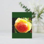 黄色バラ ポストカード (スタンド正面)