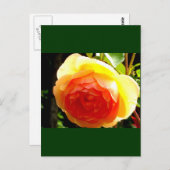 黄色バラ ポストカード (正面/裏面)