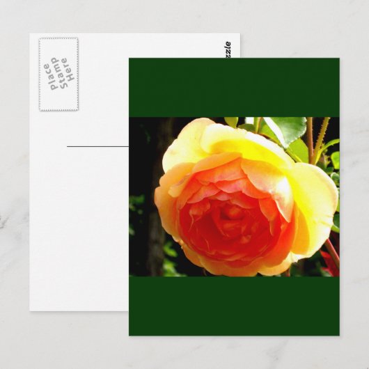 黄色バラ ポストカード (正面/裏面)