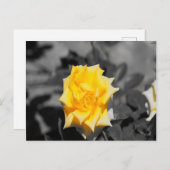 黄色バラ ポストカード (正面/裏面)