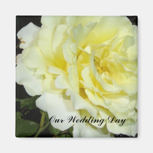 黄色バラ マグネット (正面)