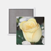 黄色バラ マグネット (正面/裏面)