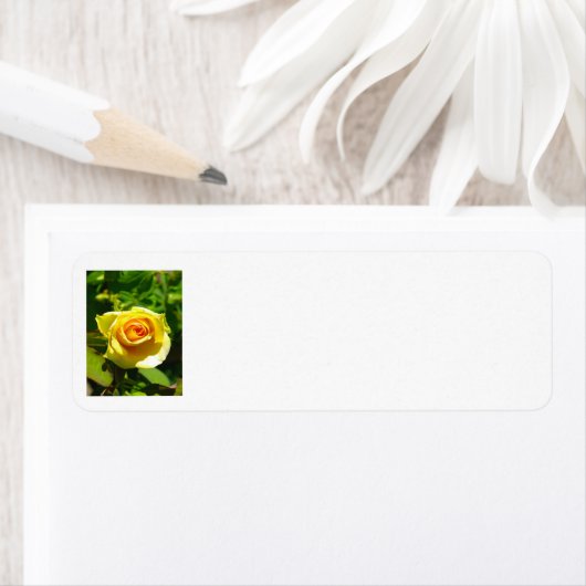 黄色バラ ラベル (インサイチュ)
