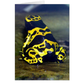黄色バンドを付けられた毒カエル- Dendrobateのleucomelas