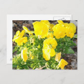 黄色パンジー花写真はがき ポストカード (正面/裏面)