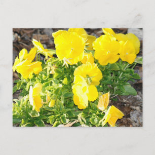 黄色パンジー花写真はがき ポストカード