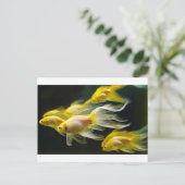 黄色ファンシー水族館 ポストカード (スタンド正面)