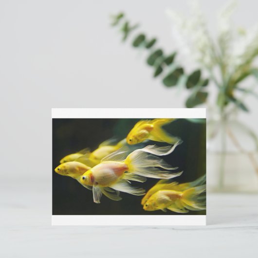 黄色ファンシー水族館 ポストカード (スタンド正面)