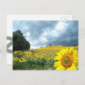 黄色フィールド ポストカード (正面/裏面)