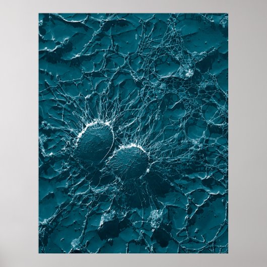 黄色ブドウ球菌の細菌細胞のクローズアップ ポスター (正面)