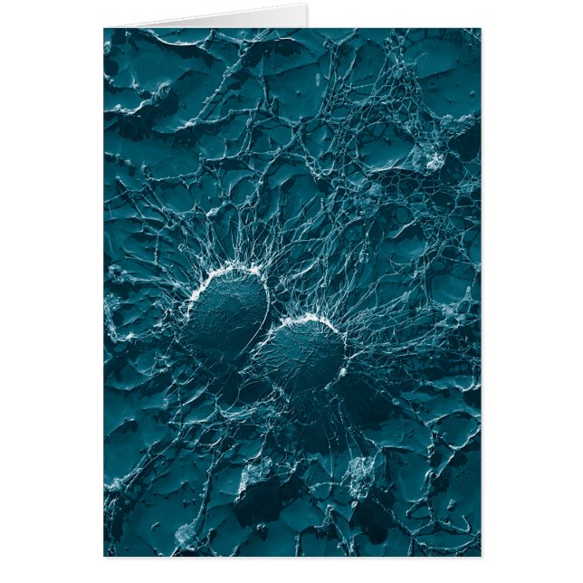 黄色ブドウ球菌の終わりの細菌の細胞 (正面)