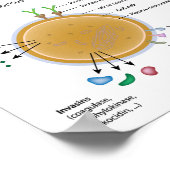 黄色ブドウ球菌ラベル図。 ポスター (角)