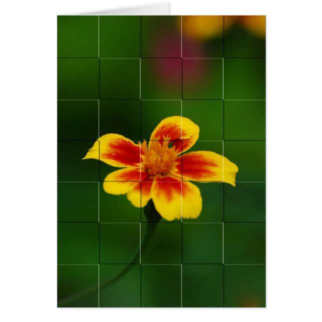 黄色モザイク (正面)