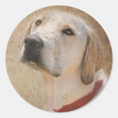 黄色ラブラドールレトリバー ラウンドシール (正面)