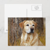 黄色ラブラドール検索機 ポストカード (正面/裏面)