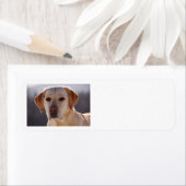 黄色ラブラドール検索機 ラベル (インサイチュ)