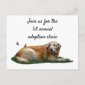 黄色ラブラドール混成犬はがき ポストカード (正面)