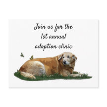 黄色ラブラドール混成犬はがき