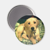 黄色ラブラドール・レトリエバー子犬 マグネット (正面/裏面)