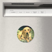 黄色ラブラドール・レトリエバー子犬 マグネット (インサイチュ (食洗機))