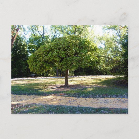 黄色レンガ道路2はがき ポストカード (正面)