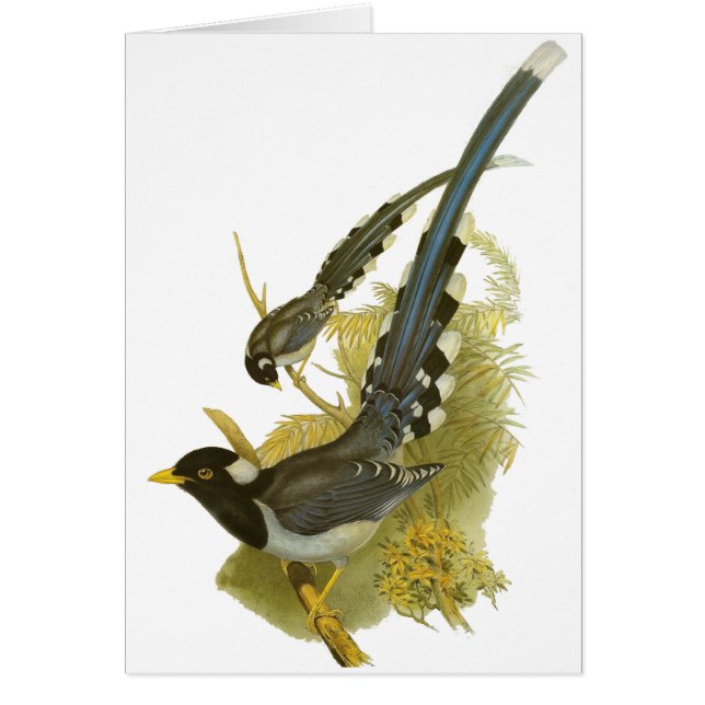 黄色勘定書を出された青いカササギ (正面)