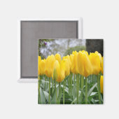 黄色春チューリップ マグネット (正面/裏面)