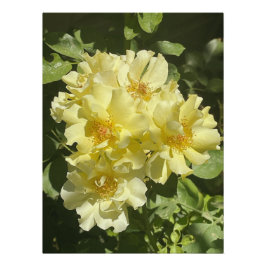 黄色植物花 ポスター