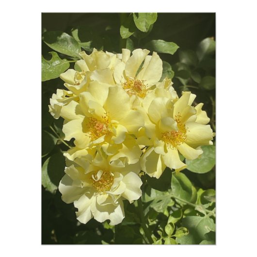 黄色植物花 ポスター (正面)